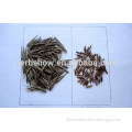 High Purity Chinese Moso Bamboo seeds For Planting